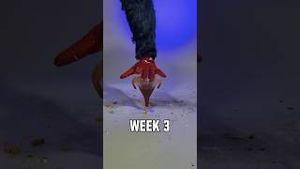 Video post by @texanstoro1 on YouTube