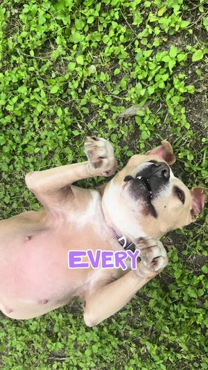 Video post by @arielledangelo on TikTok