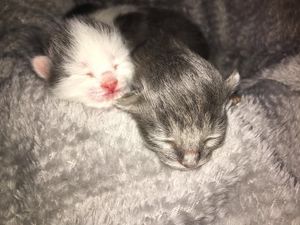 Image post by @kowalskikitties on Instagram