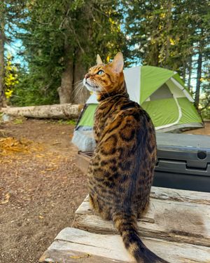 Image post by @triumphpetfood on Instagram
