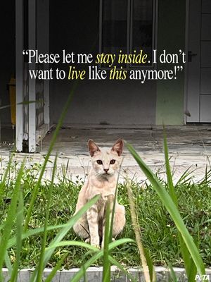 Image post by @peta on Instagram