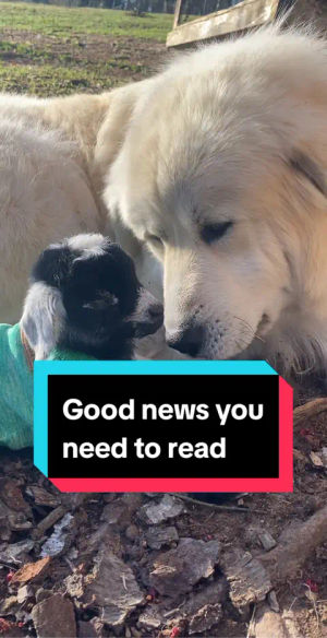 Image post by @gaytimes on TikTok