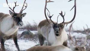 Video post by @bbcearth on YouTube
