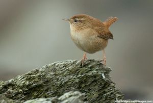 Image post by @rspb on Instagram