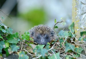 Image post by @rspb on Instagram