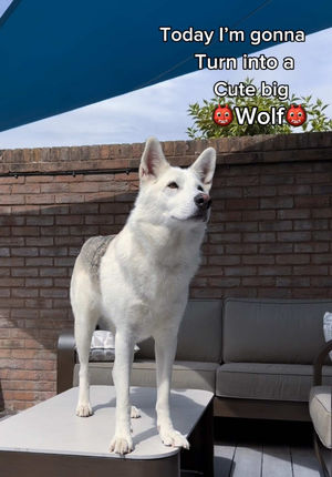 Video post by @ember.w0lf on TikTok