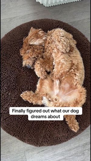 Video post by @tedflixnchill on TikTok