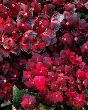 Image post by @rogersgardens on Instagram