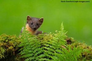 Image post by @rspb on Instagram