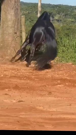 Video post by @joselonazarenopena on Facebook