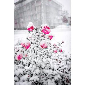 Image post by @haneefshareef on Instagram