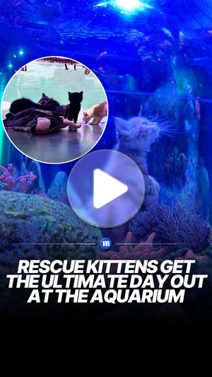 Image post by @dailymail on Instagram