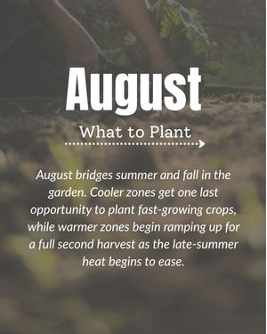 Image post by @bonnieplants on Instagram