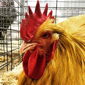 Image post by @nationalwestern on Instagram