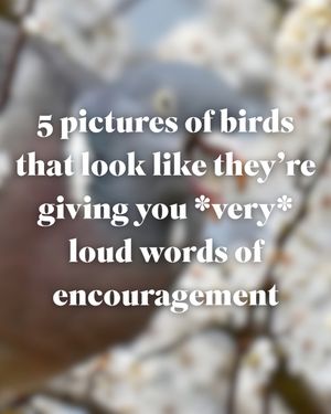 Image post by @rspb on Instagram