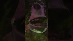 Video post by @peacock on YouTube