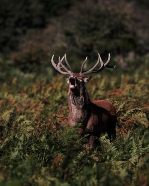 Image post by @discovery on Instagram