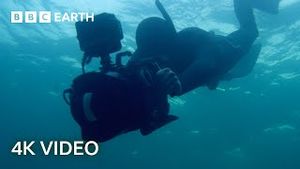 Video post by @bbcearth on YouTube