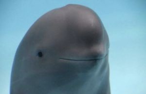 Image post by @BKCyclones on Twitter