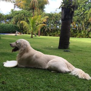 Image post by @mikethewhitegolden on Instagram