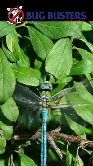 Video post by @bugbustersusa on TikTok