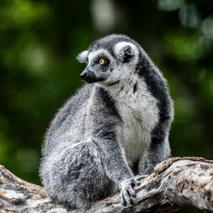 Image post by @thetorontozoo on Instagram