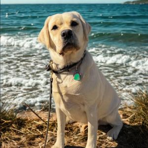 Image post by @shop_buddybythesea on Instagram