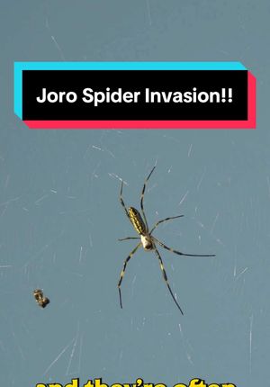 Video post by @bugbustersusa on TikTok