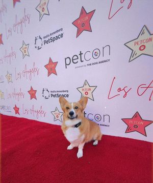 Image post by @ziggy_thecorg on Instagram