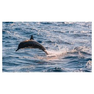 Image post by @truegoatphoto on Instagram