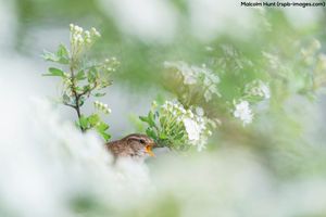 Image post by @rspb on Instagram