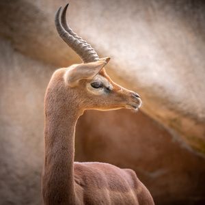Image post by @sandiegozoo on Instagram