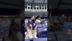 Video post by @uw_athletics on YouTube