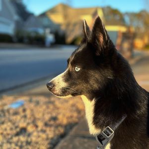 Image post by @tux_the_blue_pomsky on Instagram
