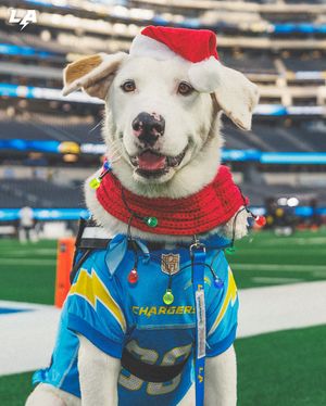Image post by @chargerspup on Instagram