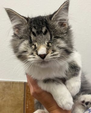 Image post by @spokhumanesoc on Instagram