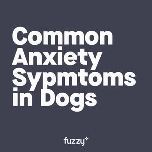 Image post by @yourfuzzy on Instagram