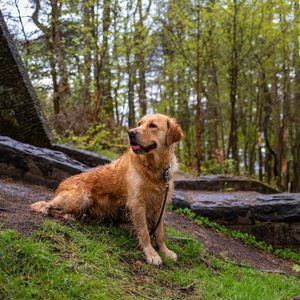 Image post by @triumphpetfood on Instagram