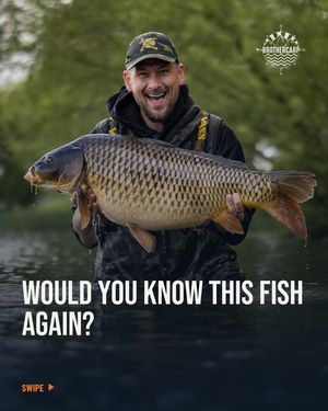 Image post by @brothercarp on Instagram