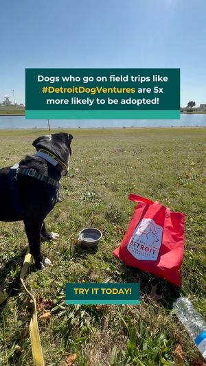 Video post by @DetroitGSD on Facebook