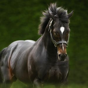 Image post by @juddmonte on Instagram