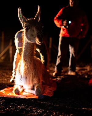 Image post by @rewild on Instagram