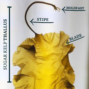 Image post by @atlanticseafarms on Instagram