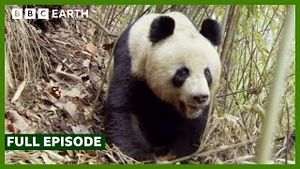 Video post by @bbcearth on YouTube