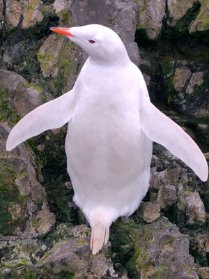 Video post by @bbcearth on TikTok
