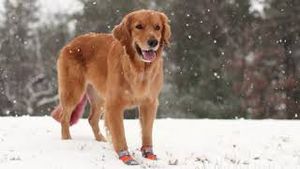 Video post by @walkinpets on YouTube