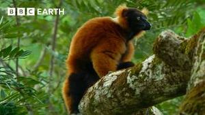 Video post by @bbcearth on YouTube