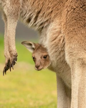 Image post by @animalplanet on Instagram