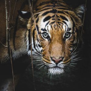 Image post by @sandiegozoo on Instagram