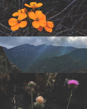 Image post by @amandabolinphotography on Instagram